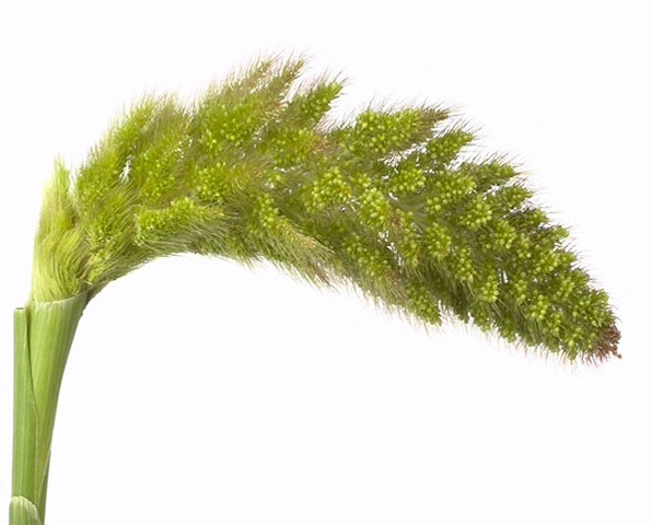 SETARIA TOMER